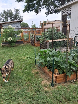 Garden view north