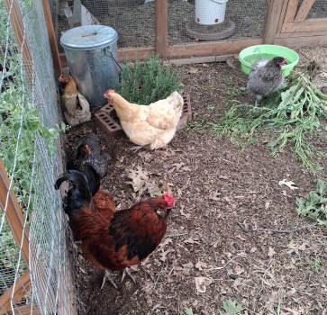 Chickens